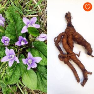 RADICE DI MANDRAGORA