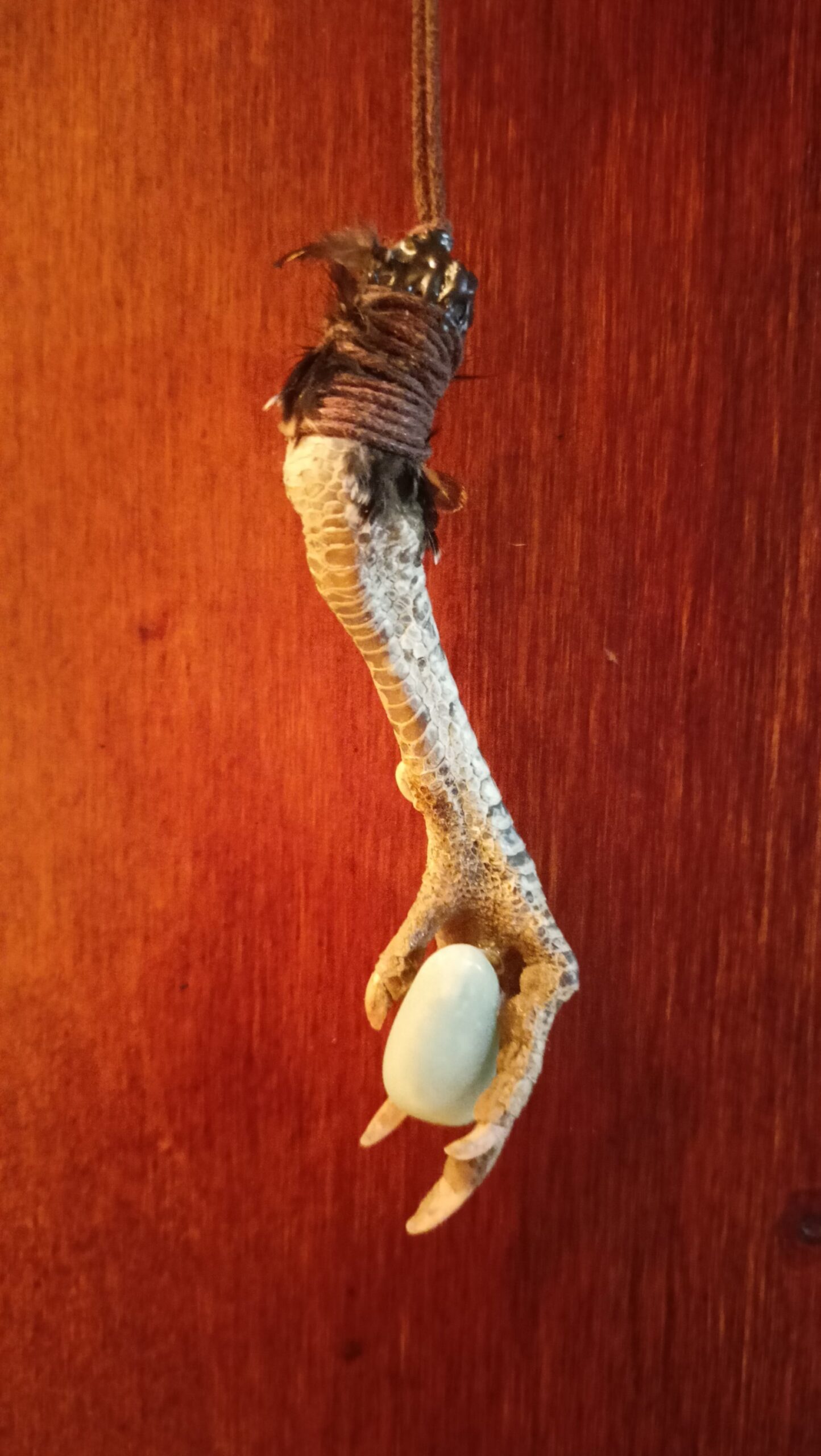 ZAMPA GALLINA PROTEZIONE - immagine 9