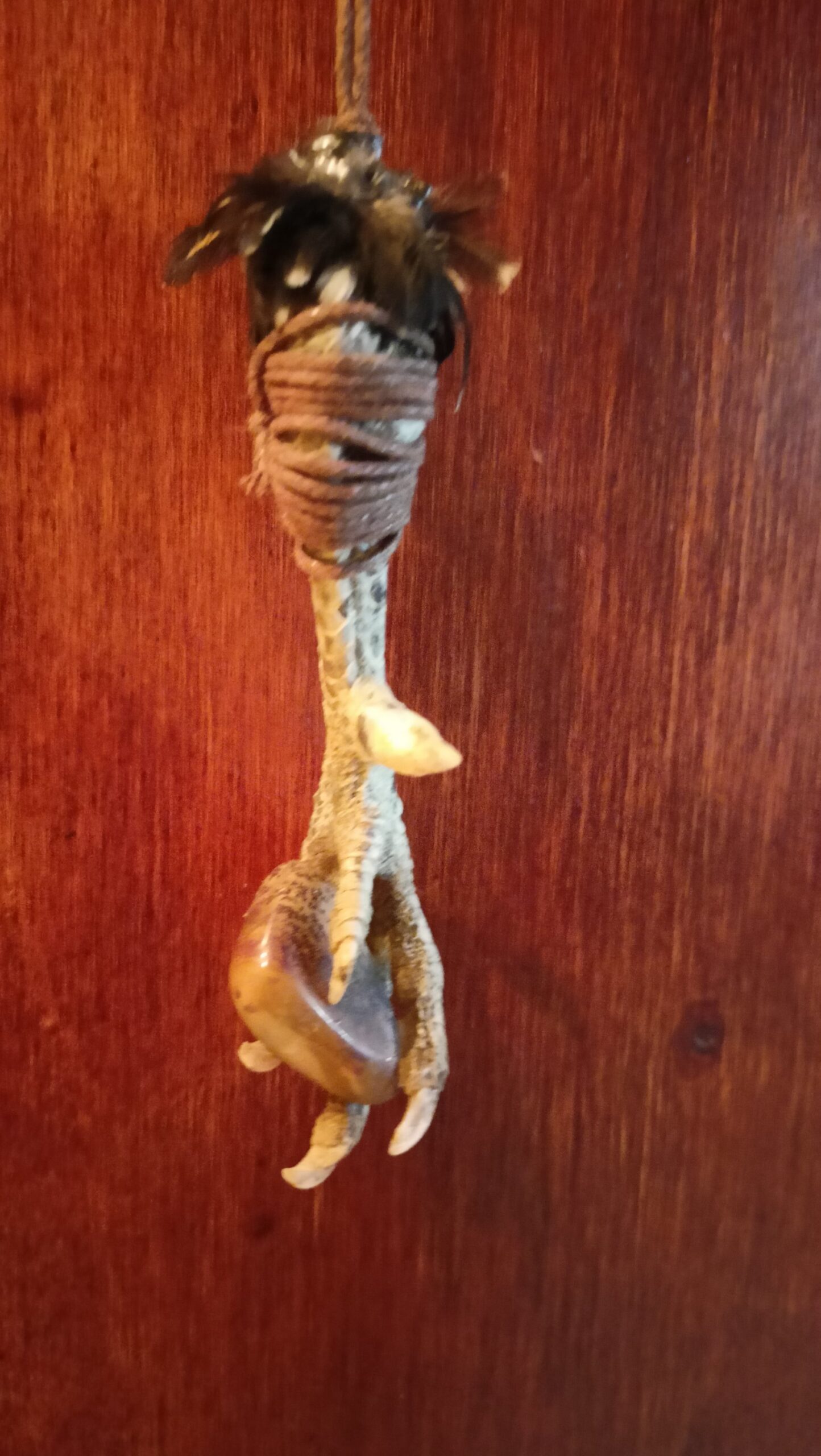 ZAMPA GALLINA PROTEZIONE - immagine 6